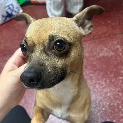 TADPOLE - Chihuahua for adoption in Fargo