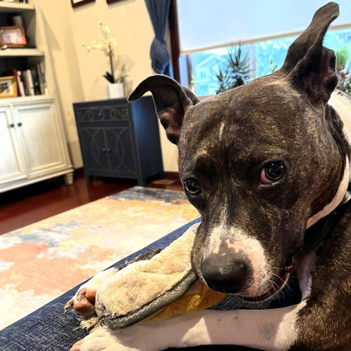 FLORABELLE - Pit Bull Terrier for adoption in Fargo
