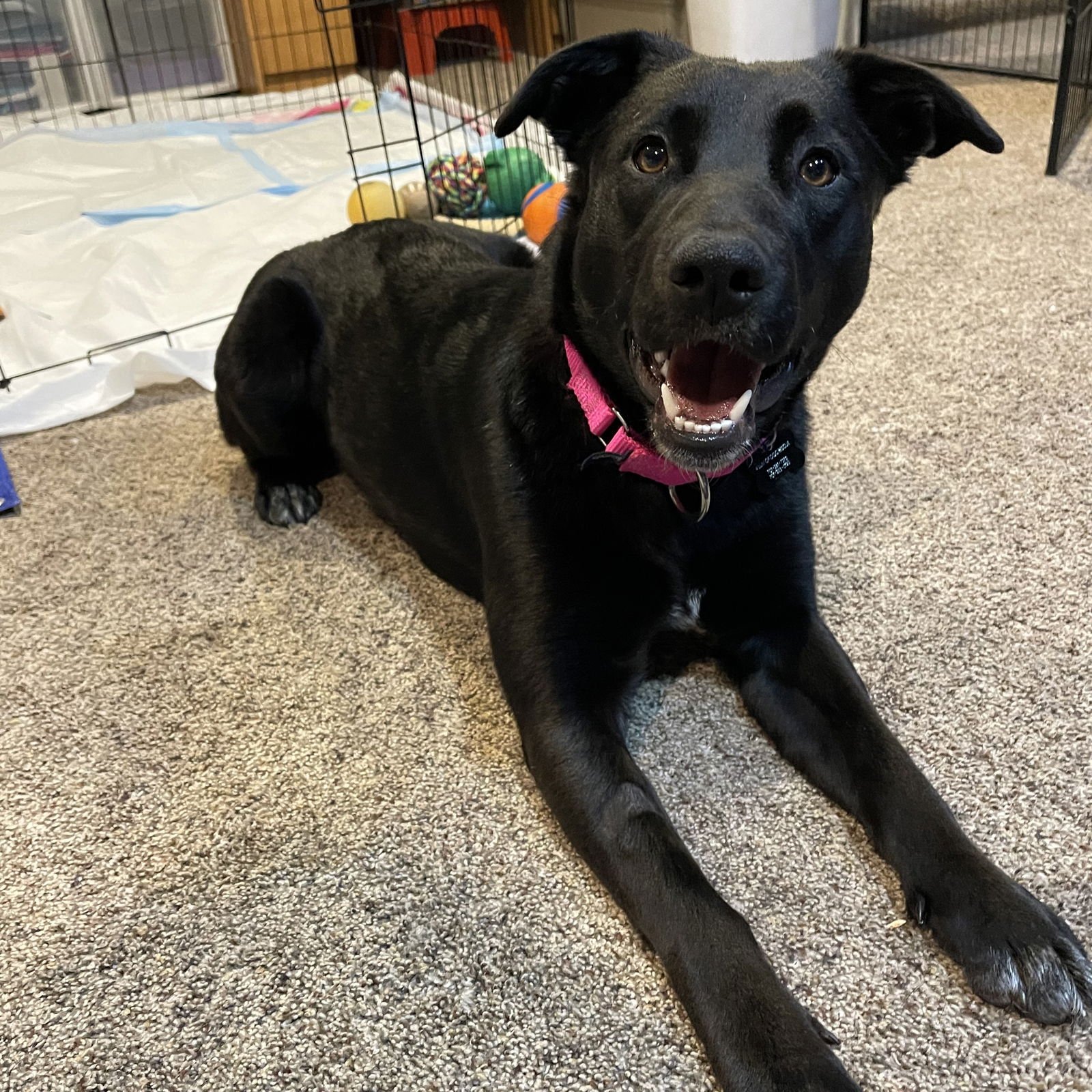 LUNA FLURRY FUR - Pointer available for adoption