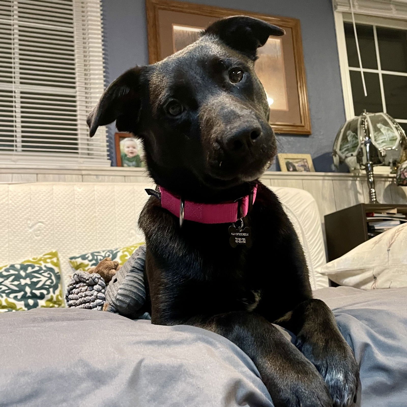 LUNA FLURRY FUR - Pointer available for adoption