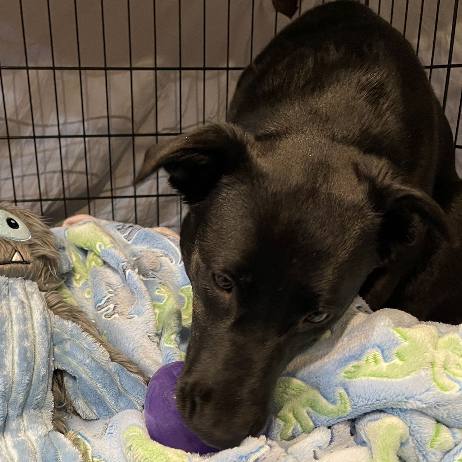 Luna Flurry Fur - Photo 11