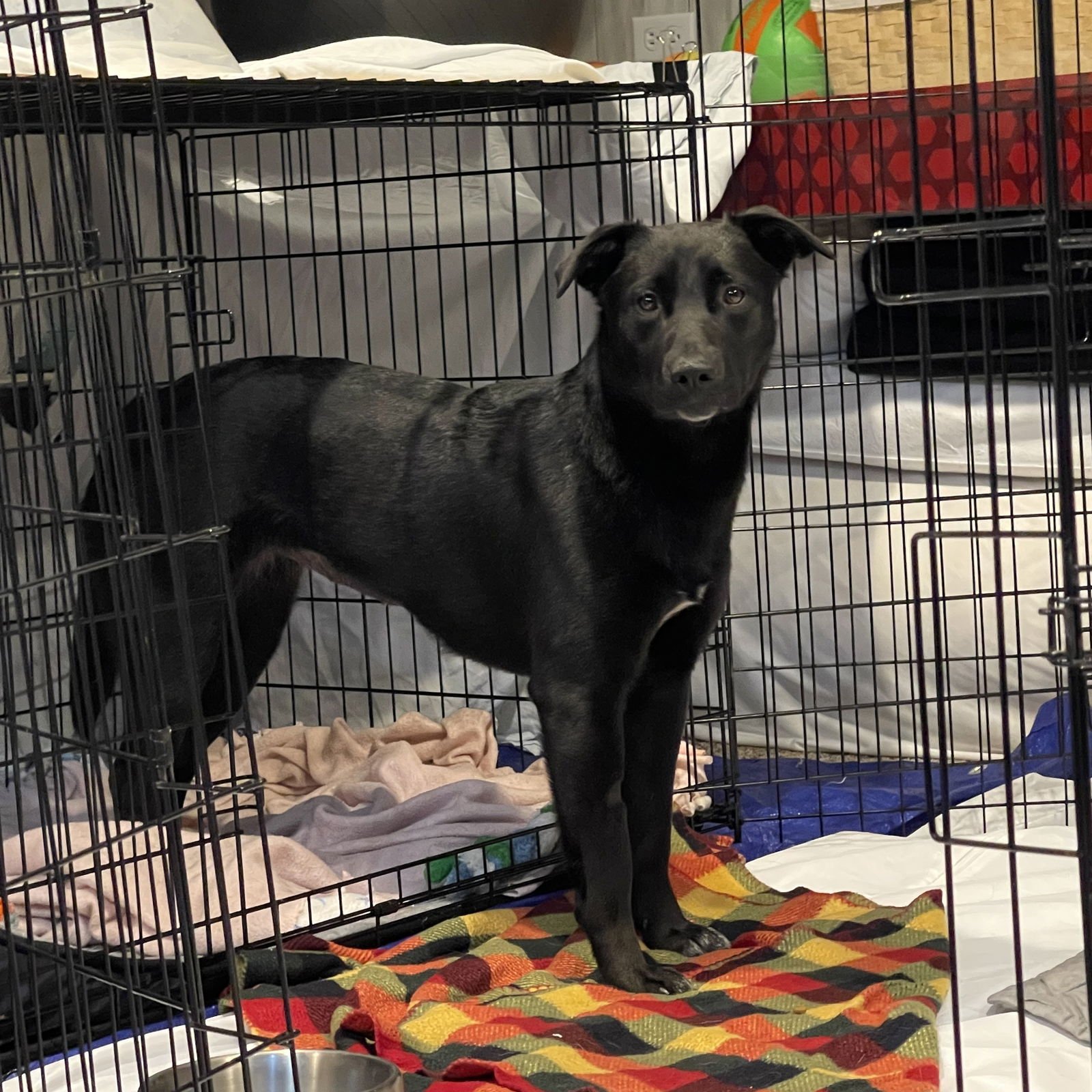 Luna Flurry Fur - Photo 14