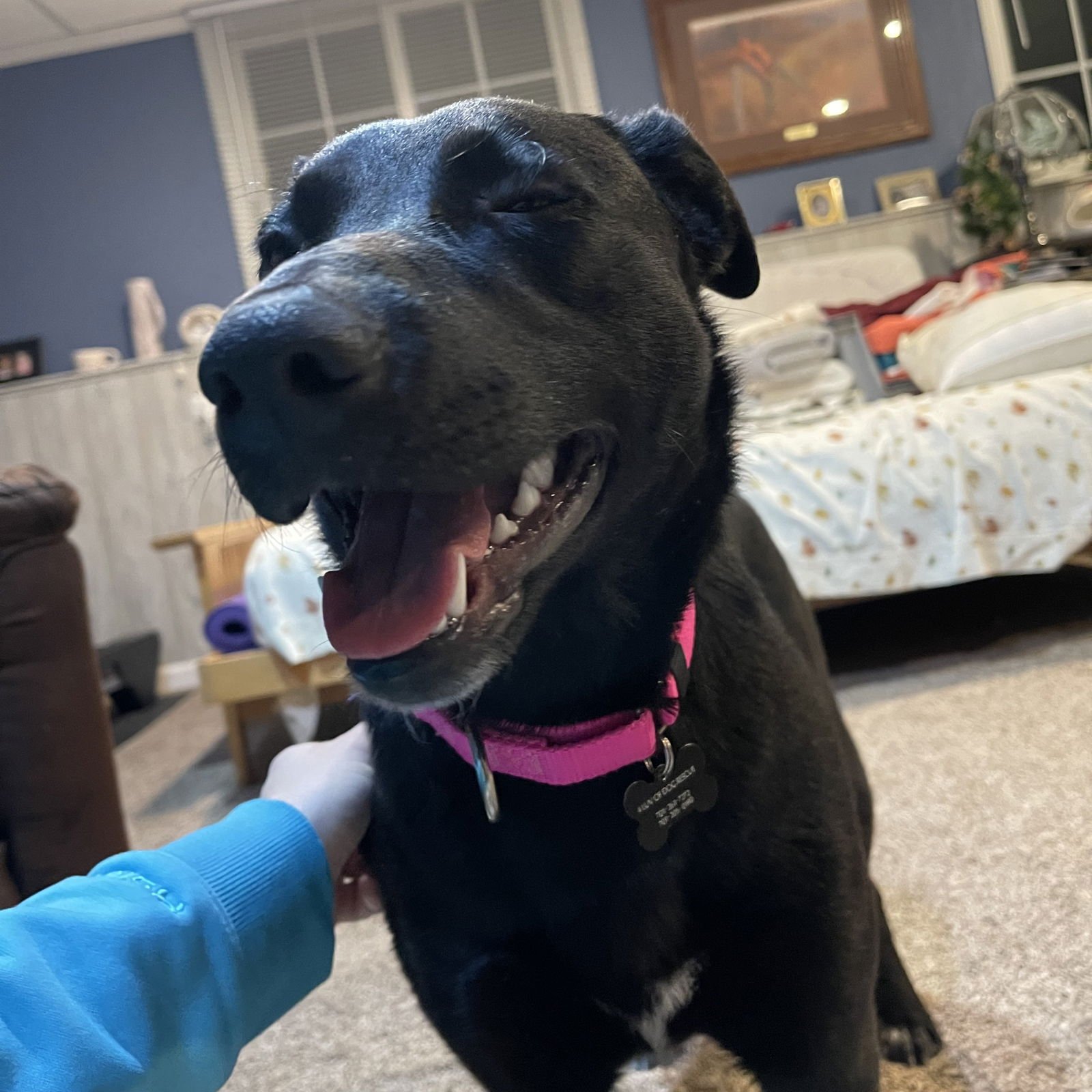 Luna Flurry Fur - Photo 15