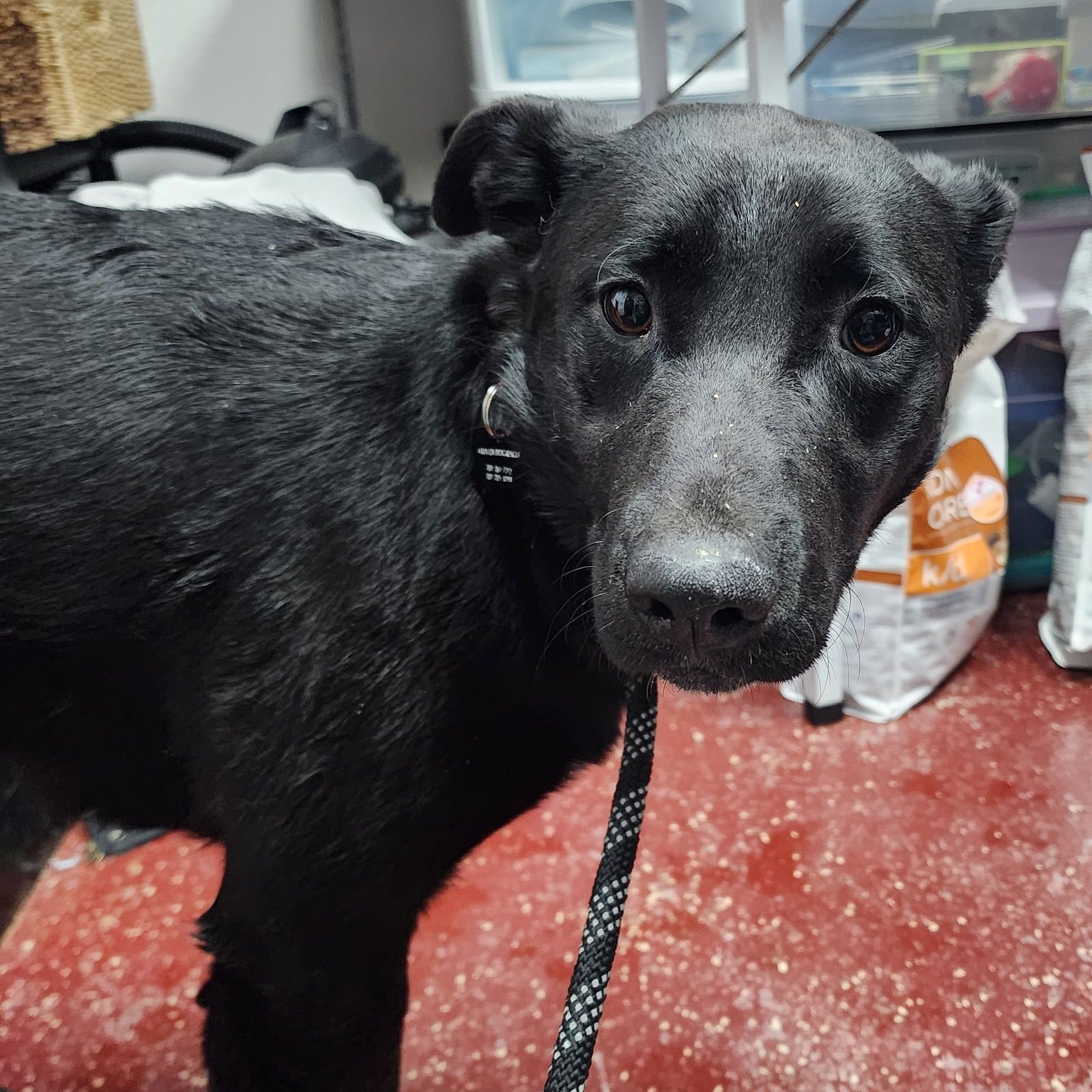 Luna Flurry Fur - Photo 18