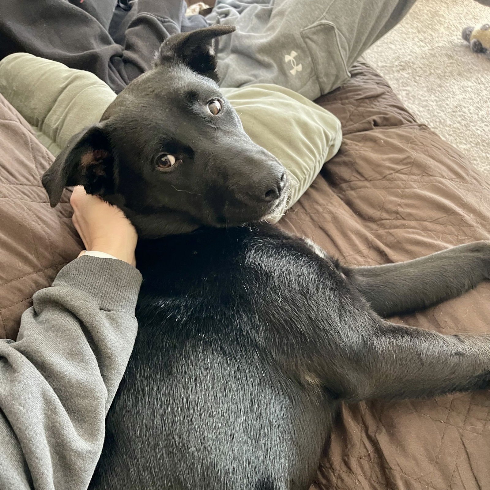 Luna Flurry Fur - Photo 3