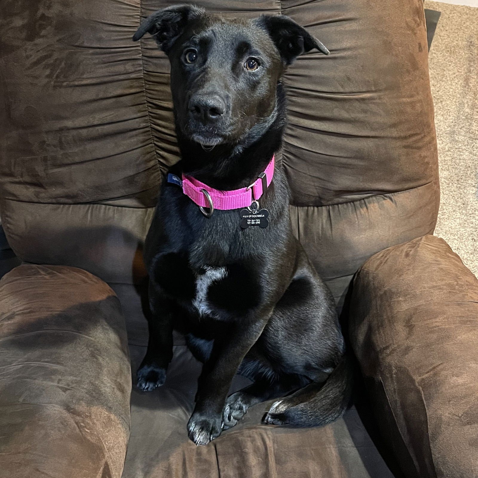 Luna Flurry Fur - Photo 4