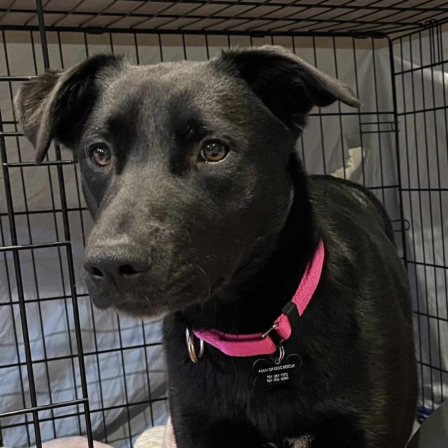 Luna Flurry Fur - Photo 7