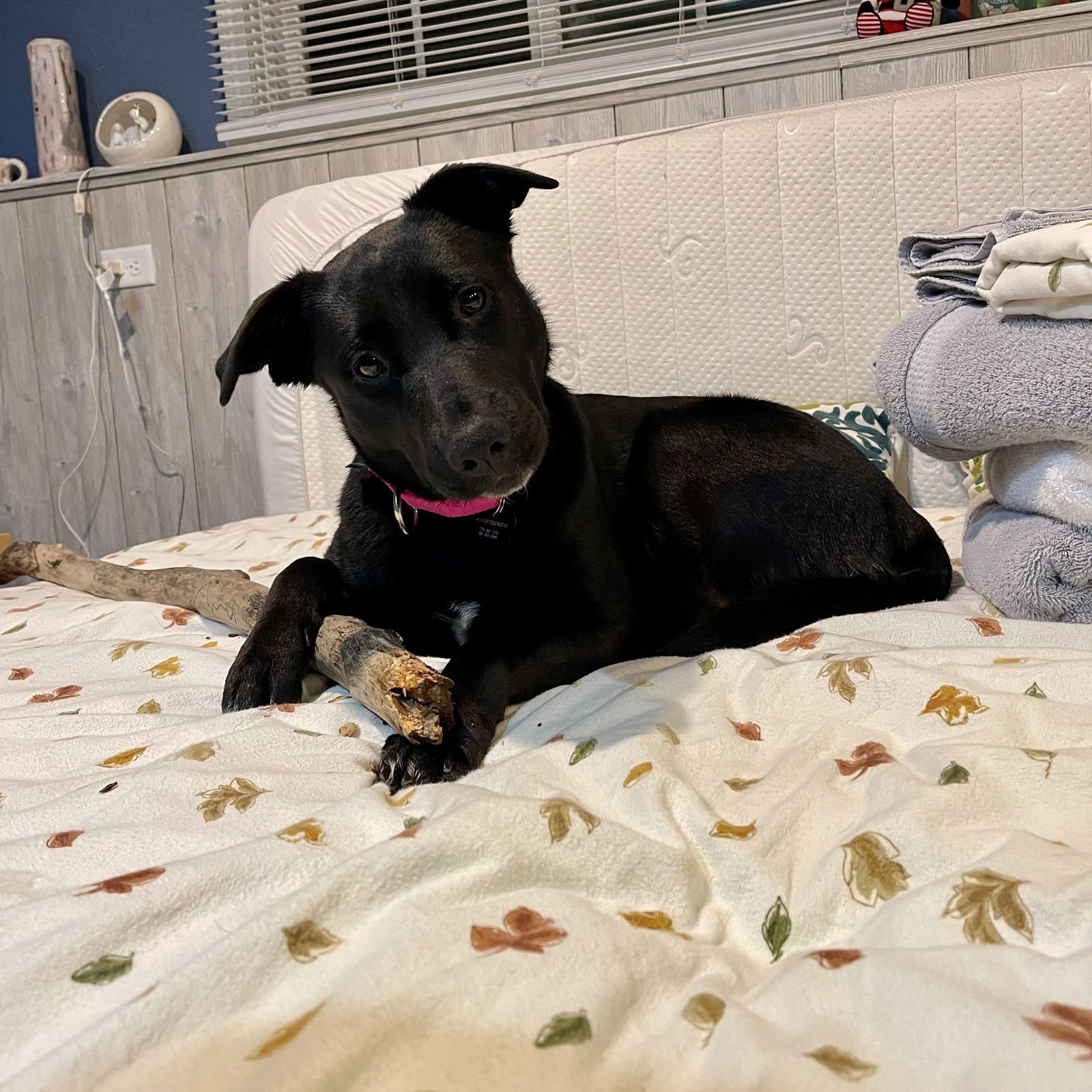 Luna Flurry Fur - Photo 9