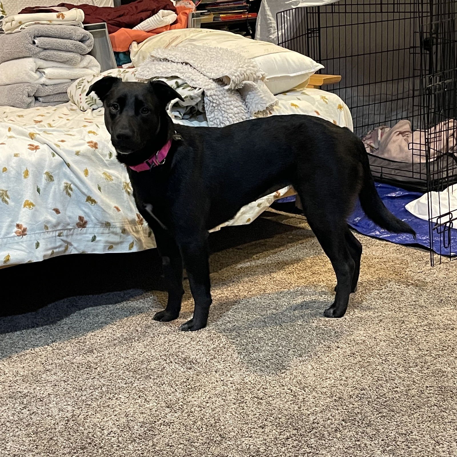 Luna Flurry Fur - Photo 10