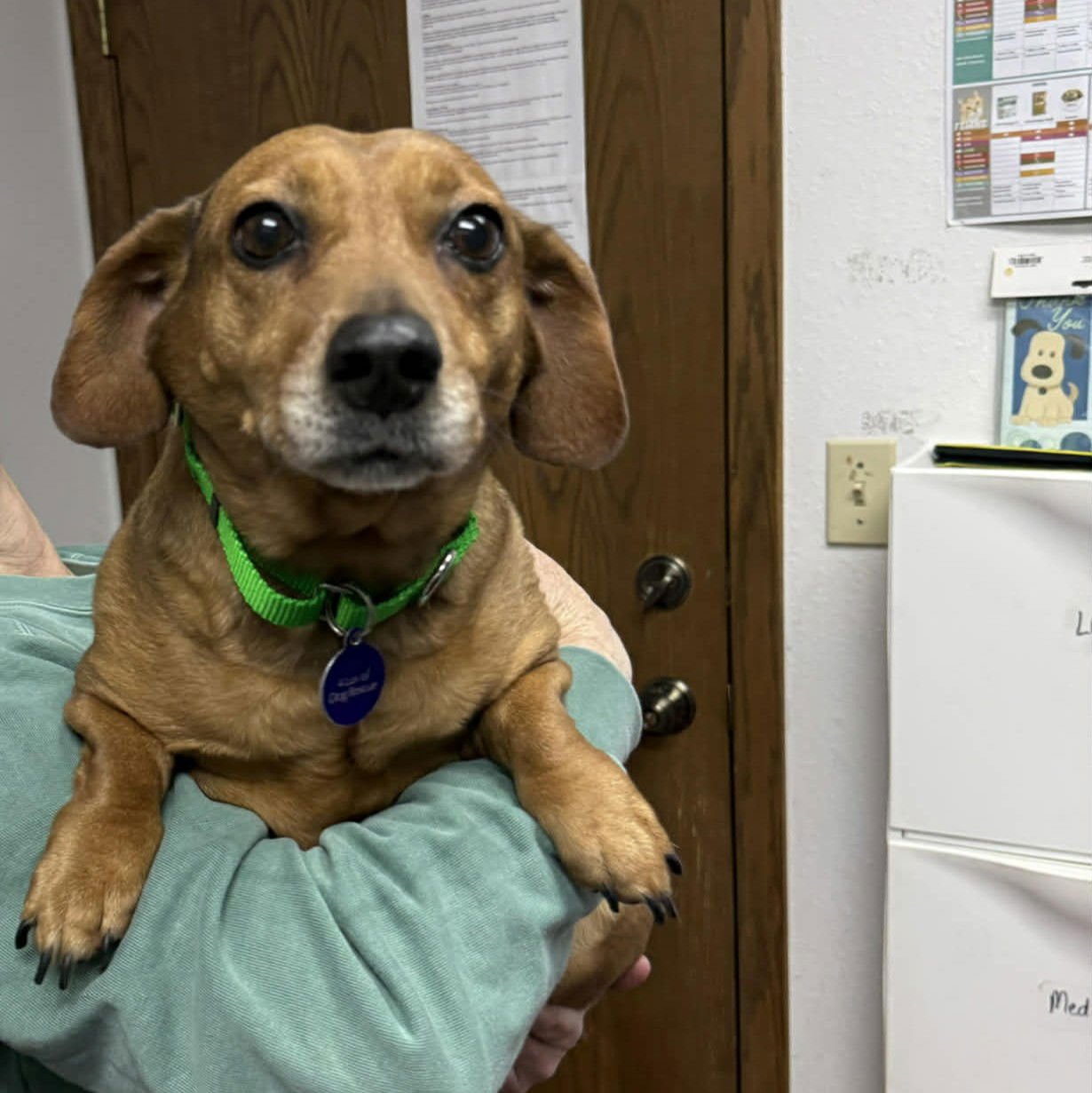 VIENNA - Dachshund available for adoption