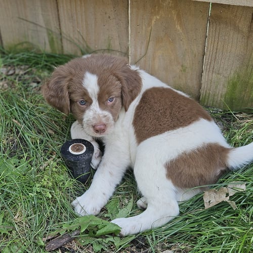 SMOLDER BRAVESTONE - Labrador Retriever for adoption in Fargo