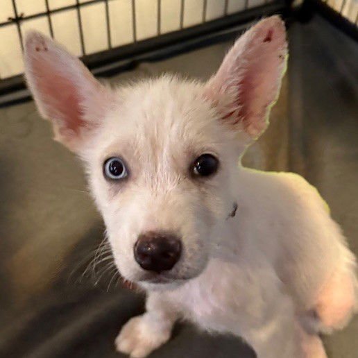 ALEX P KEATON - Husky available for adoption