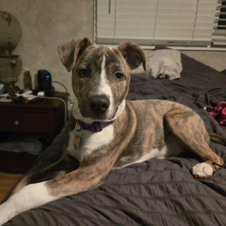 Kaiyah Image
