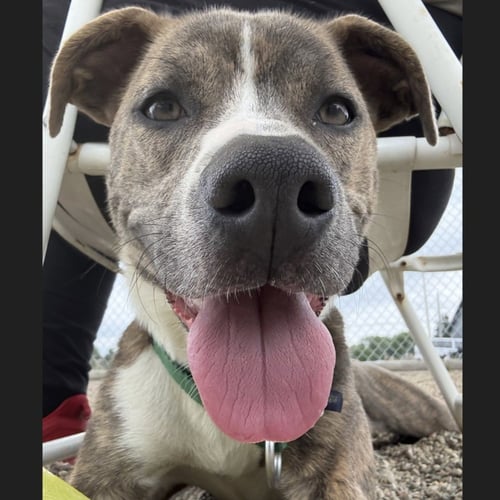 KAIYAH - Pit Bull Terrier for adoption in Fargo