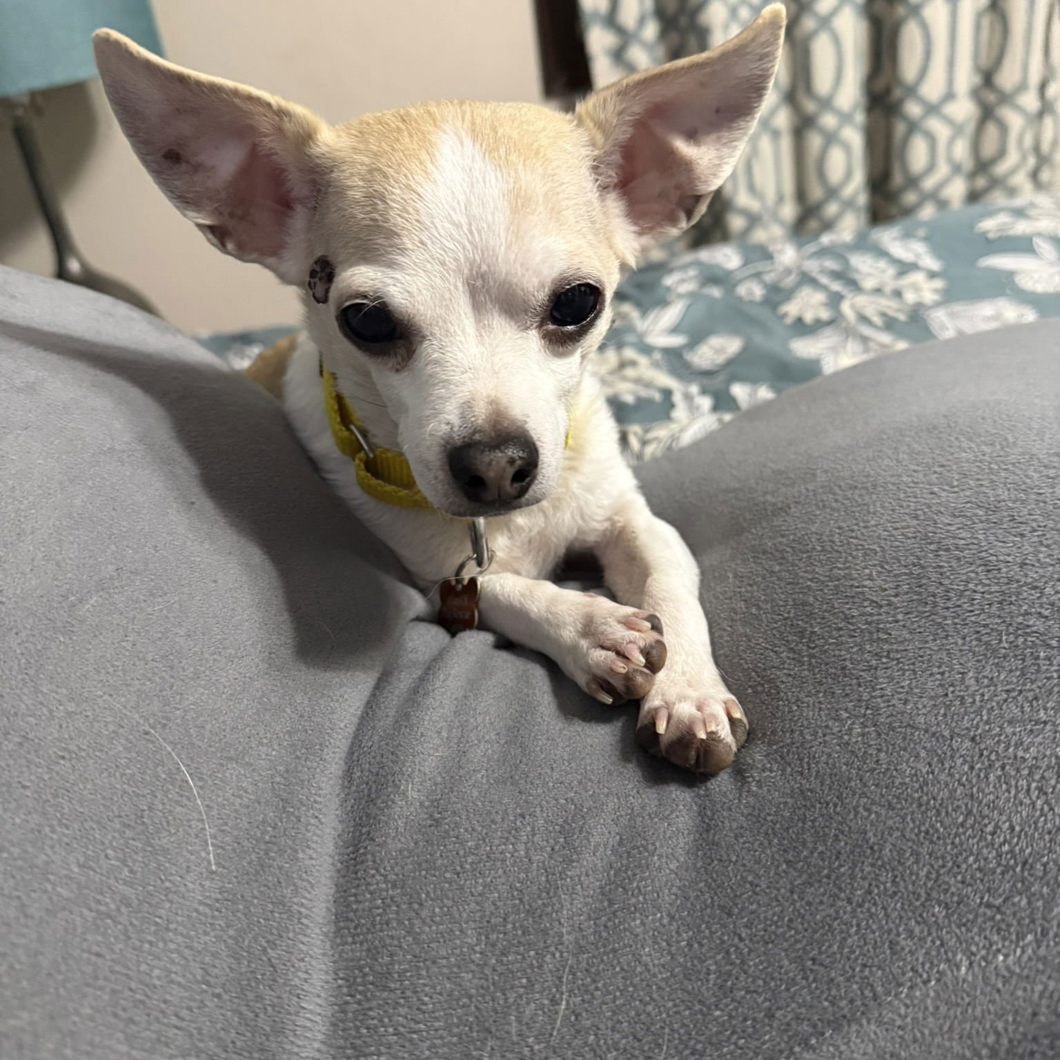 MICK - Chihuahua available for adoption