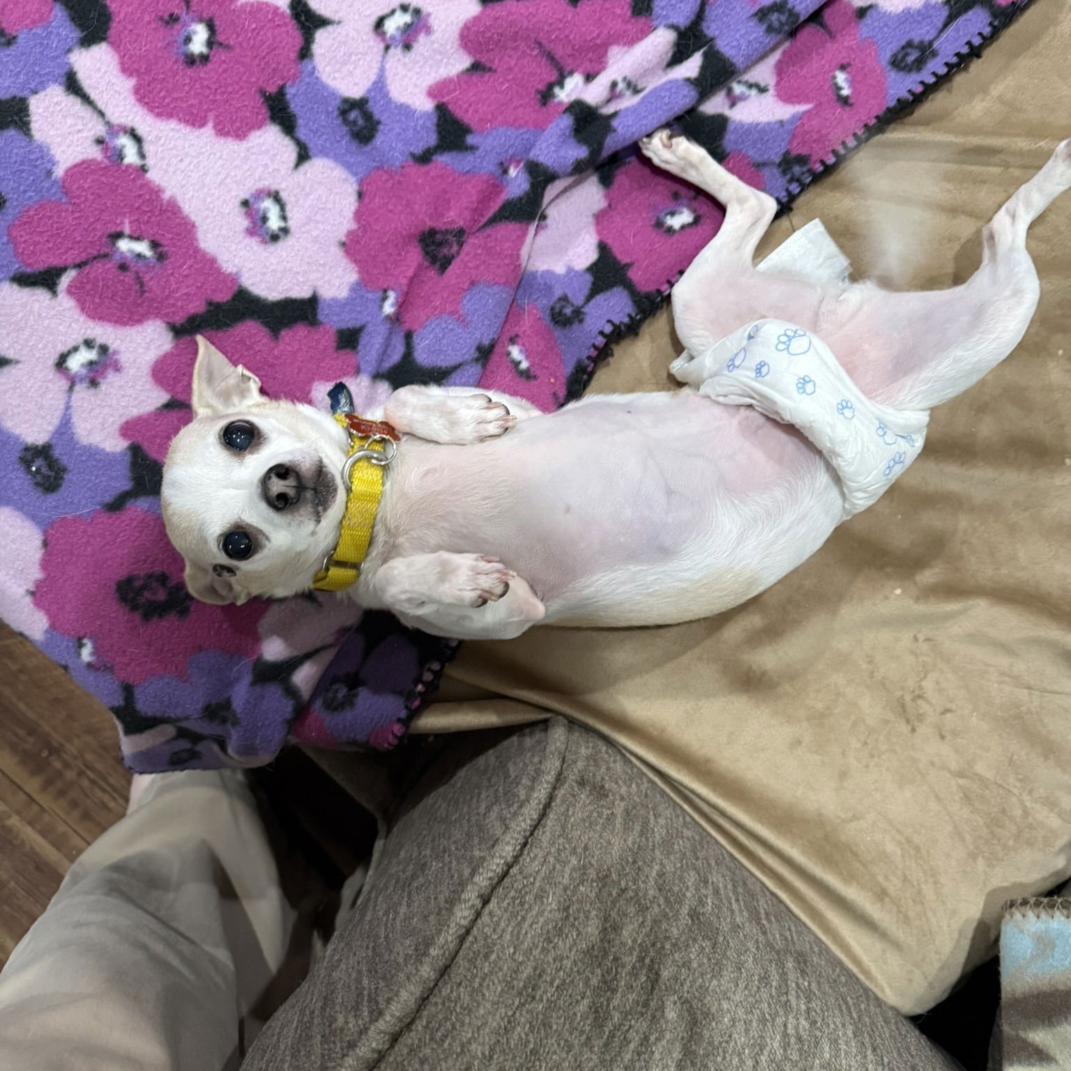 MICK - Chihuahua available for adoption