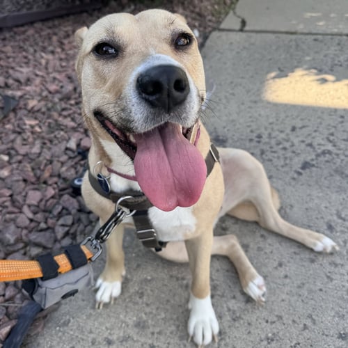KITCHEN - Pit Bull Terrier for adoption in Fargo