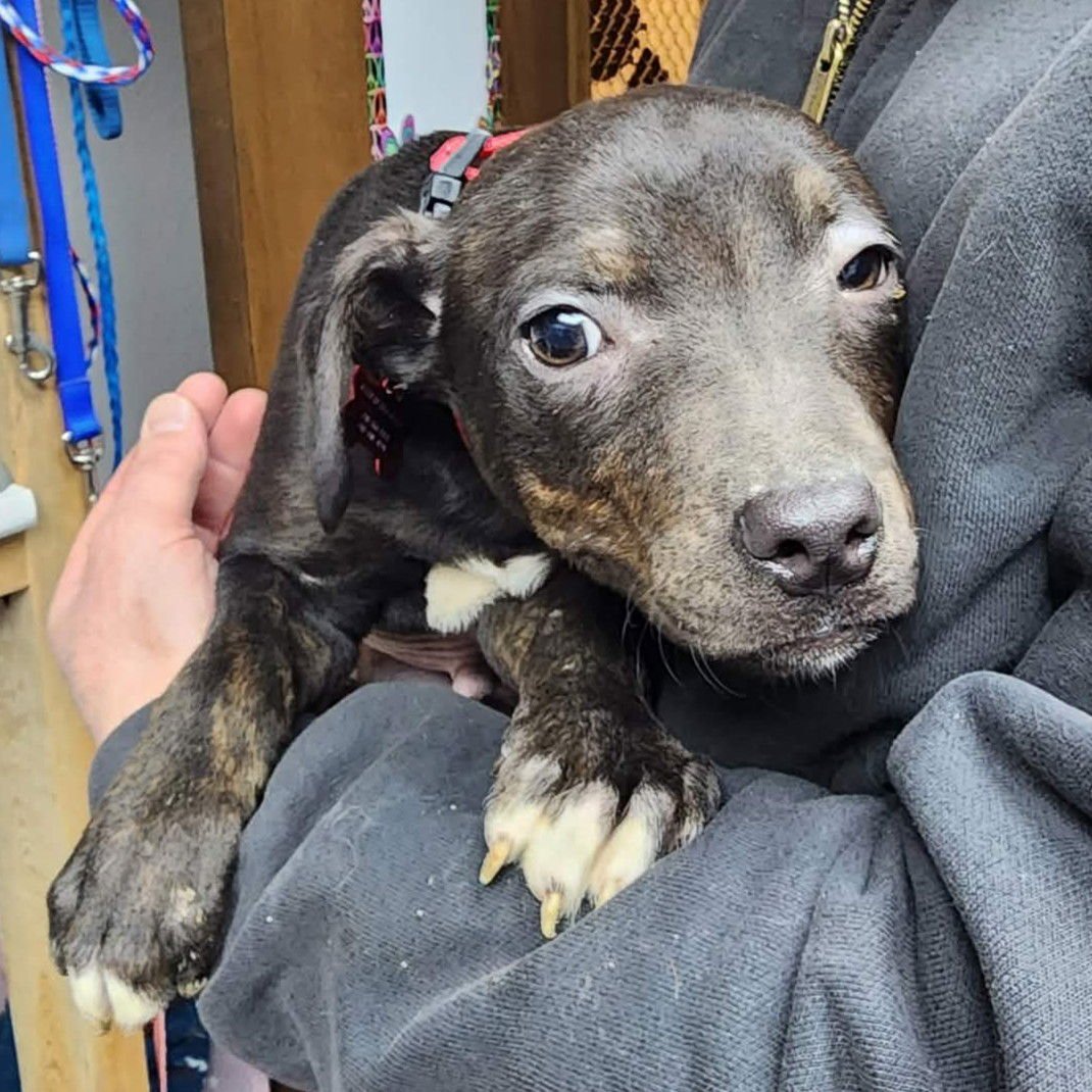 ALBERTUS - Pit Bull Terrier available for adoption