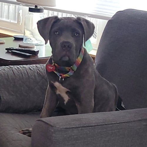 RONIN - Pit Bull Terrier for adoption in Fargo