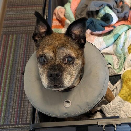 EULALIA - Pug for adoption in Fargo