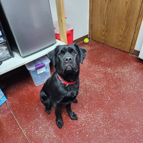 SILHOUETTE - Spaniel available for adoption