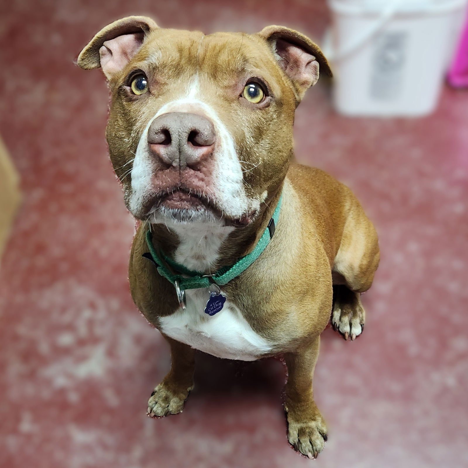 RIGGS - Pit Bull Terrier for adoption in Fargo