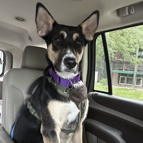 POO FIGHTER - Husky for adoption in Fargo