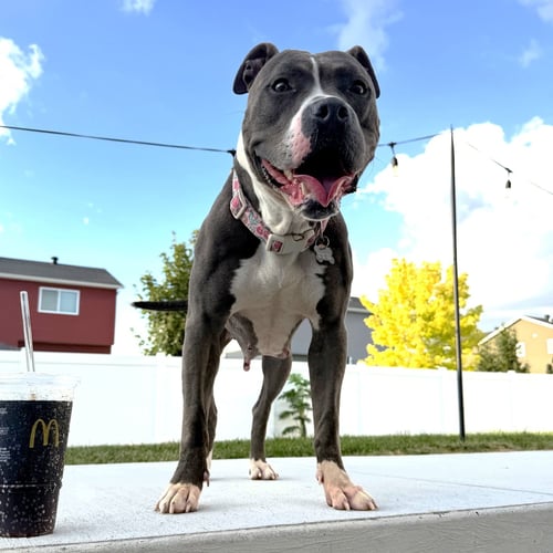 ROSALIND - Pit Bull Terrier for adoption in Fargo
