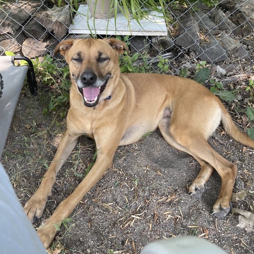 QUINTA - Shepherd for adoption in Fargo