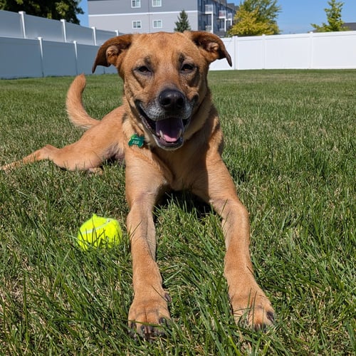 QUINTA - Shepherd for adoption in Fargo