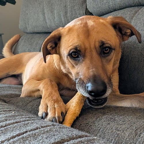 QUINTA - Shepherd available for adoption