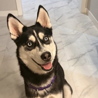 AURELIA - Husky for adoption in Fargo