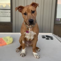 Ray - Photo 1