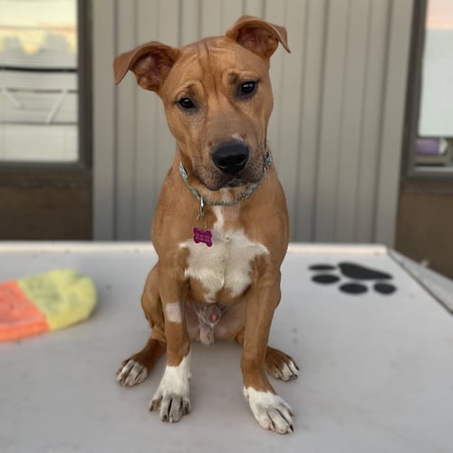 RAY - Pit Bull Terrier for adoption in Fargo