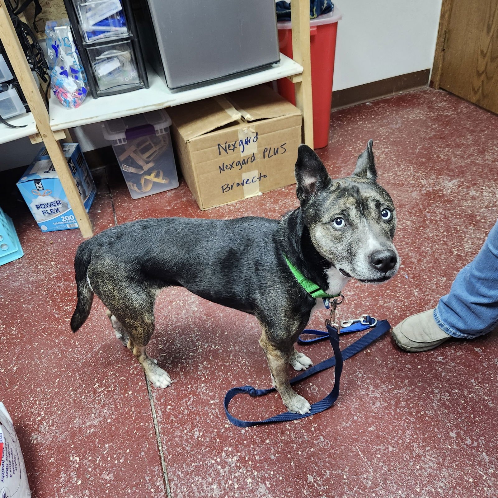 BELARUS - Pit Bull Terrier available for adoption