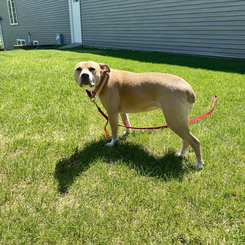 HAZEL LEE - Pit Bull Terrier available for adoption