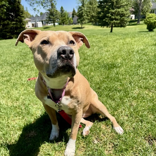 HAZEL LEE - Pit Bull Terrier for adoption in Fargo