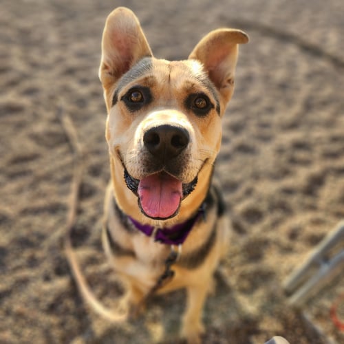 LARRY - Shepherd for adoption in Fargo