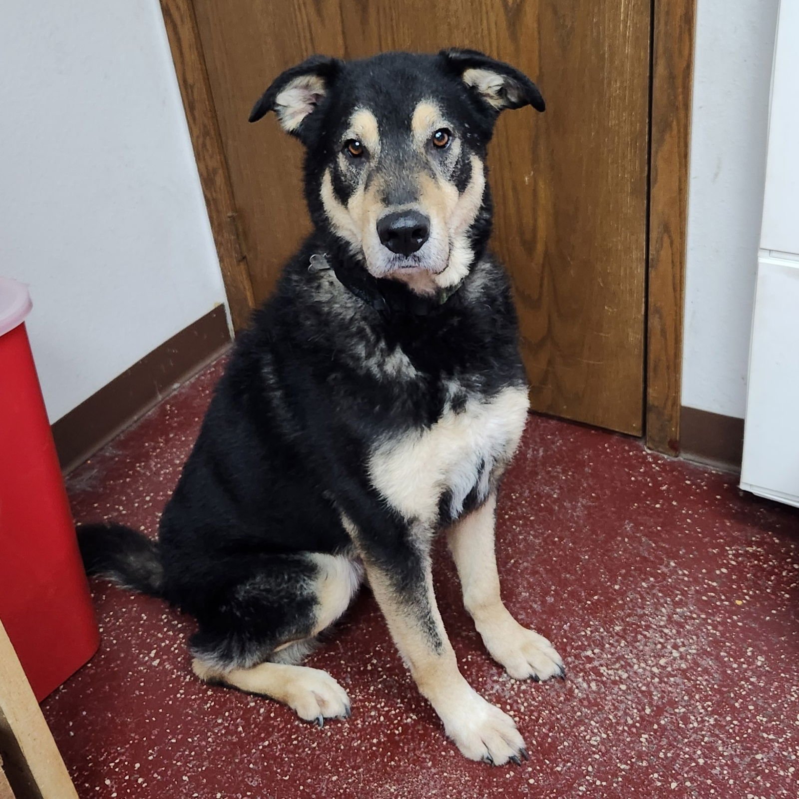 CURLY - Shepherd available for adoption