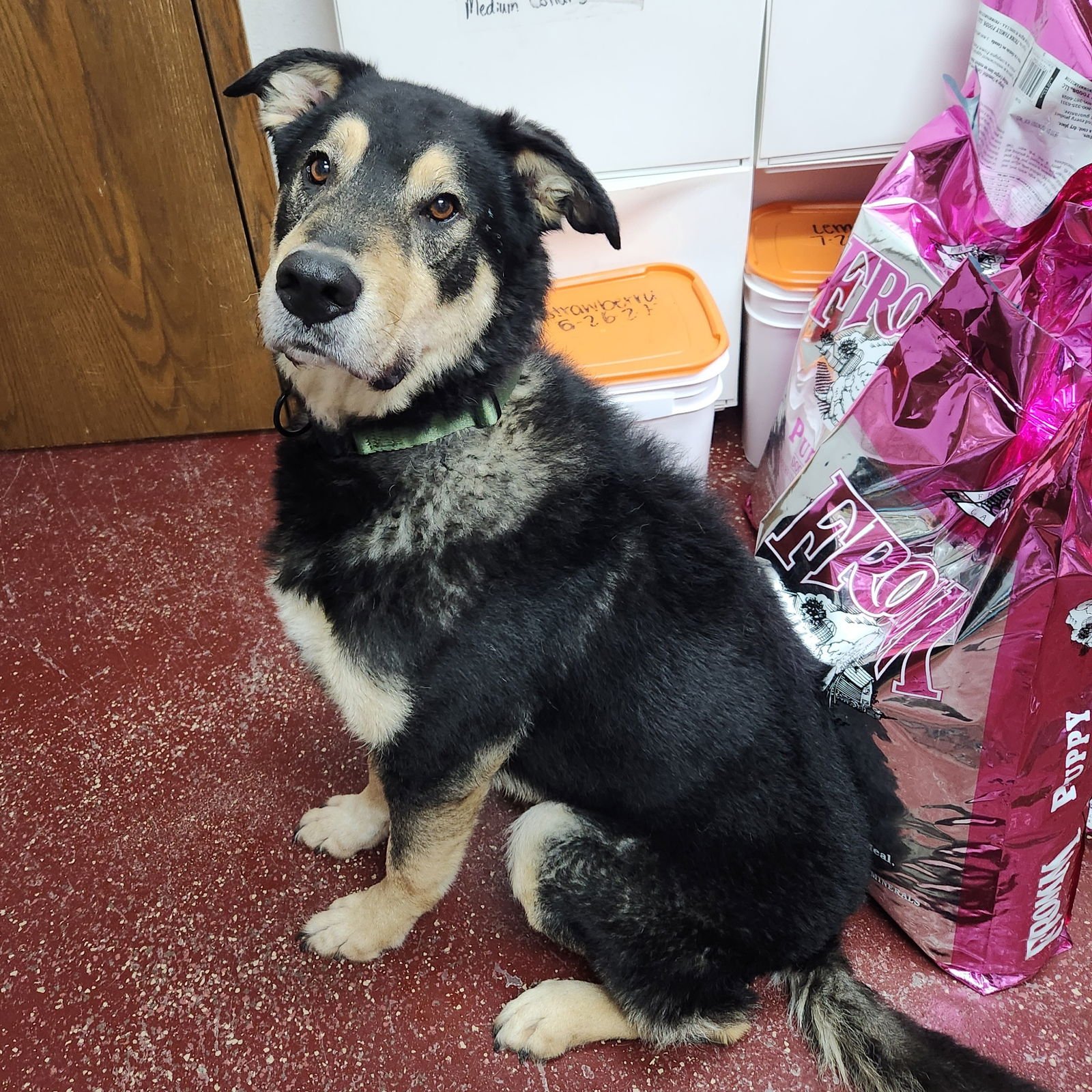 CURLY - Shepherd available for adoption