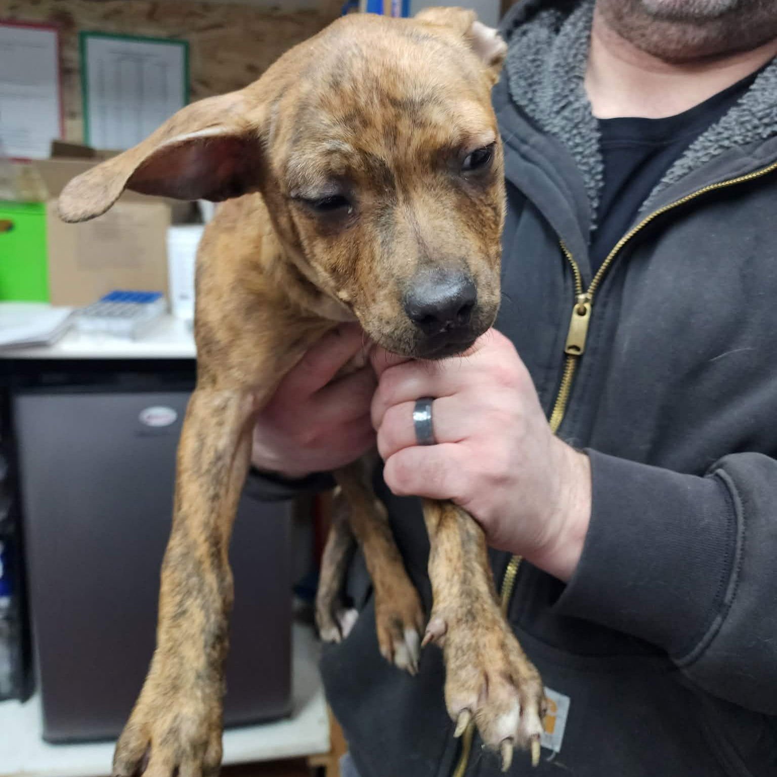 ARIAL - Pit Bull Terrier available for adoption