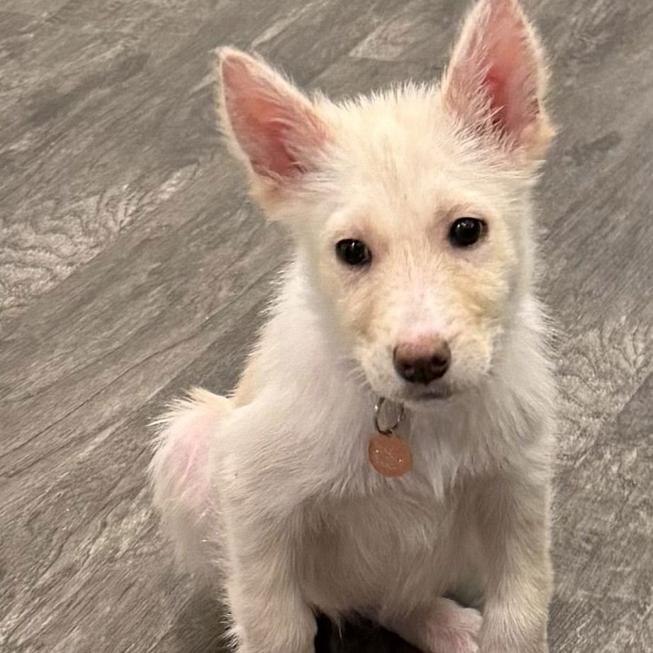 ELYSE - Husky available for adoption