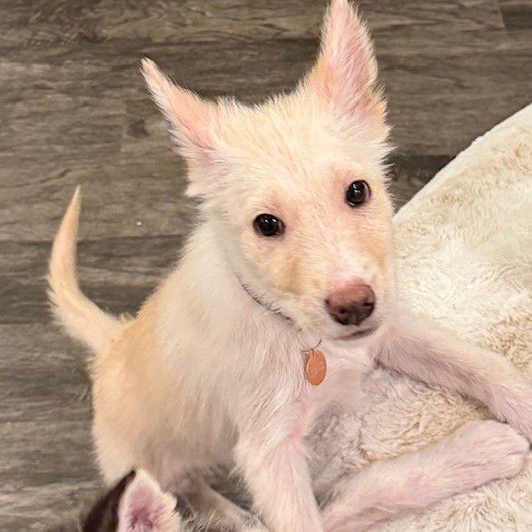 ELYSE - Husky available for adoption