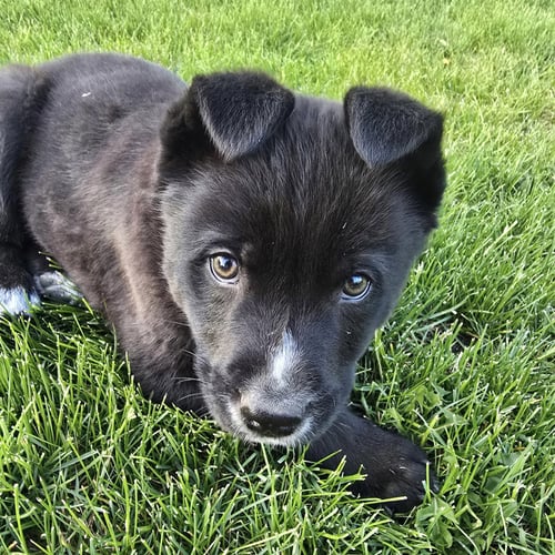 GRAVITRON - Cattle Dog for adoption in Fargo