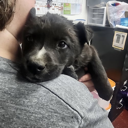 GRAVITRON - Cattle Dog available for adoption