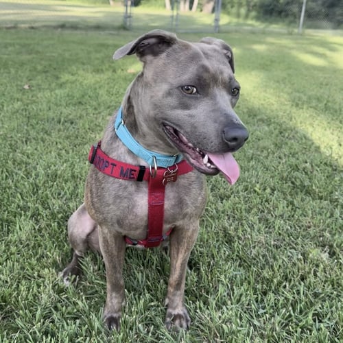 MAHINA - Pit Bull Terrier available for adoption