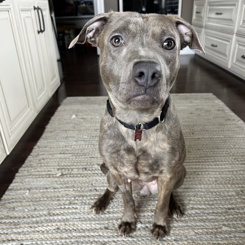 MAHINA - Pit Bull Terrier for adoption in Fargo