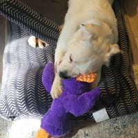 Falcor - Photo 10