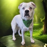Falcor - Photo 11