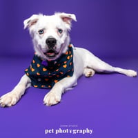 Falcor - Photo 20